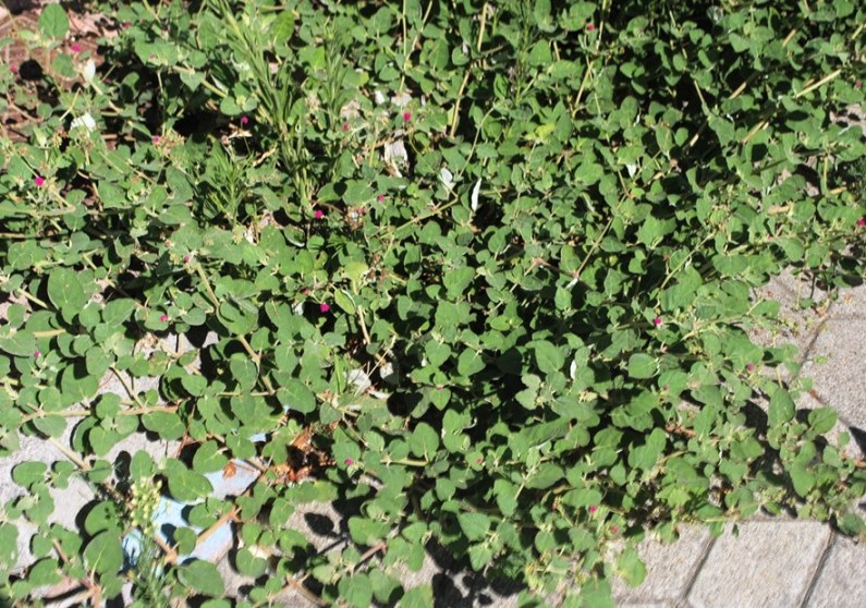 Boerhavia coccinea / Boeravia scarlatta
