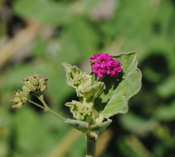 Boerhavia coccinea / Boeravia scarlatta