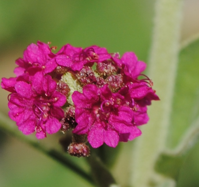 Boerhavia coccinea / Boeravia scarlatta