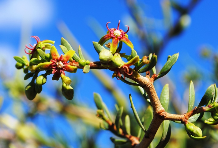 Periploca angustifolia / Periploca minore