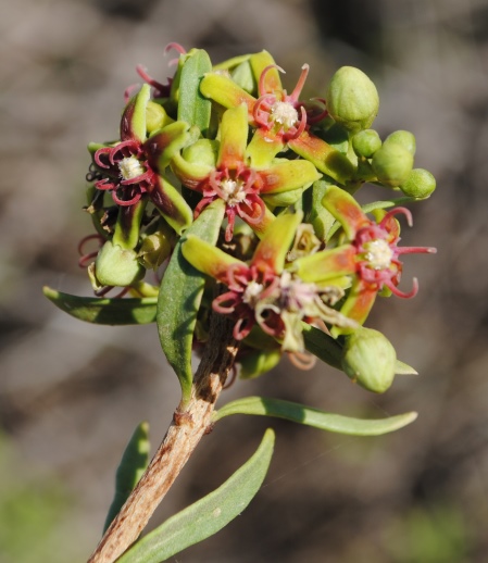 Periploca angustifolia / Periploca minore