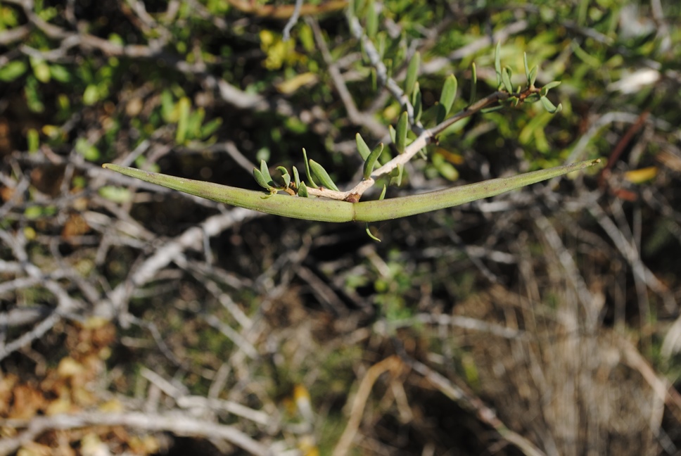 Periploca angustifolia / Periploca minore