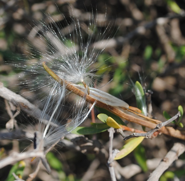 Periploca angustifolia / Periploca minore