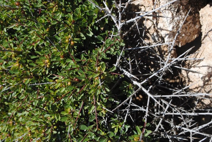 Rhamnus lycioides subsp. oleoides / Ranno con foglie d''olivo