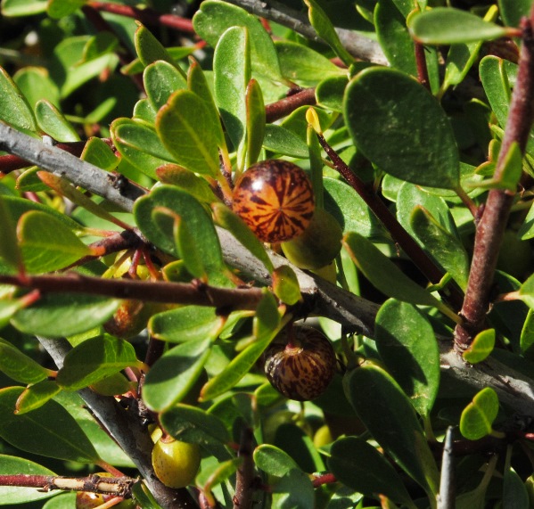 Rhamnus lycioides subsp. oleoides / Ranno con foglie d''olivo