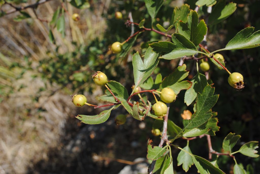 Dalla Sicilia, Crataegus?  S, Crataegus monogyna