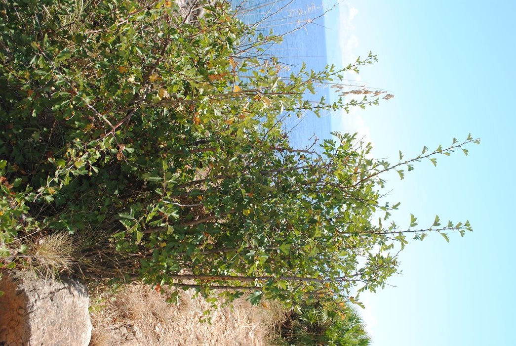 Dalla Sicilia, Crataegus?  S, Crataegus monogyna