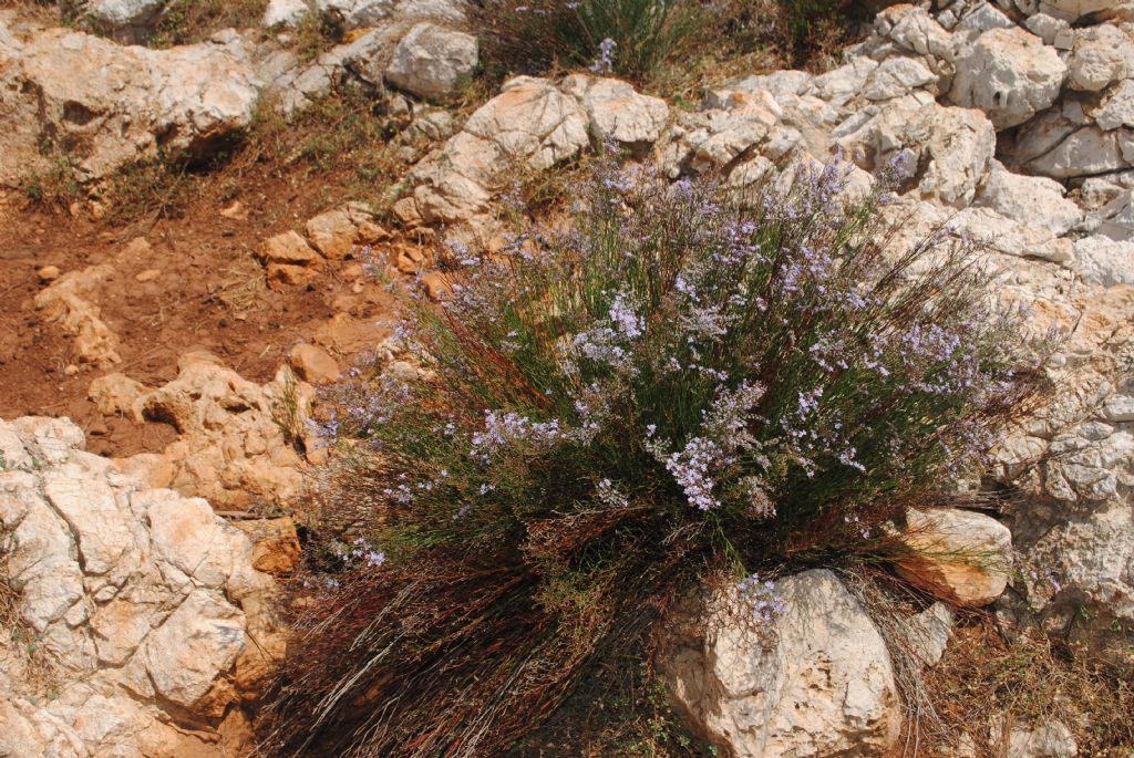 Dalla Sicilia, Limonium? S, Limonium sp.