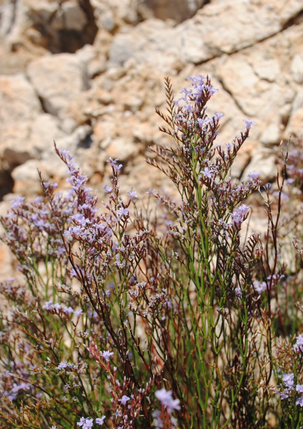 Dalla Sicilia, Limonium? S, Limonium sp.