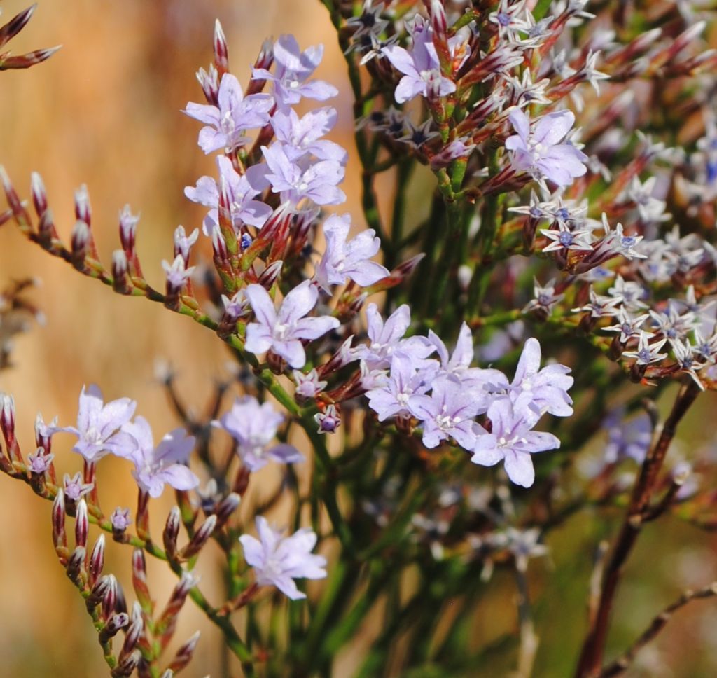 Dalla Sicilia, Limonium? S, Limonium sp.