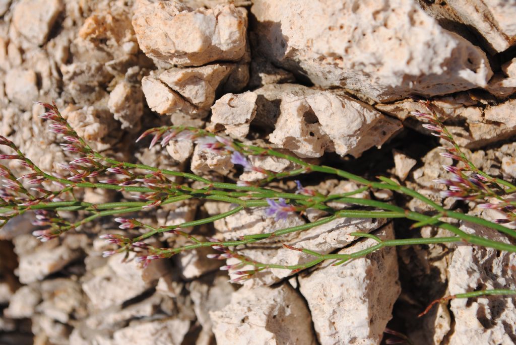 Dalla Sicilia, Limonium? S, Limonium sp.