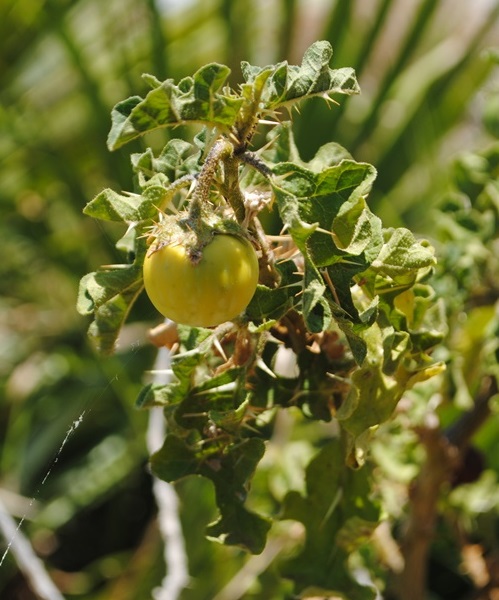 Dalla Sicilia, Solanum linnaenum