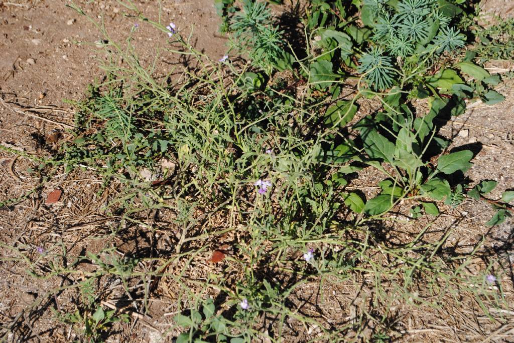 Crucifera? S, ma ora Brassicacea: Matthiola tricuspidata