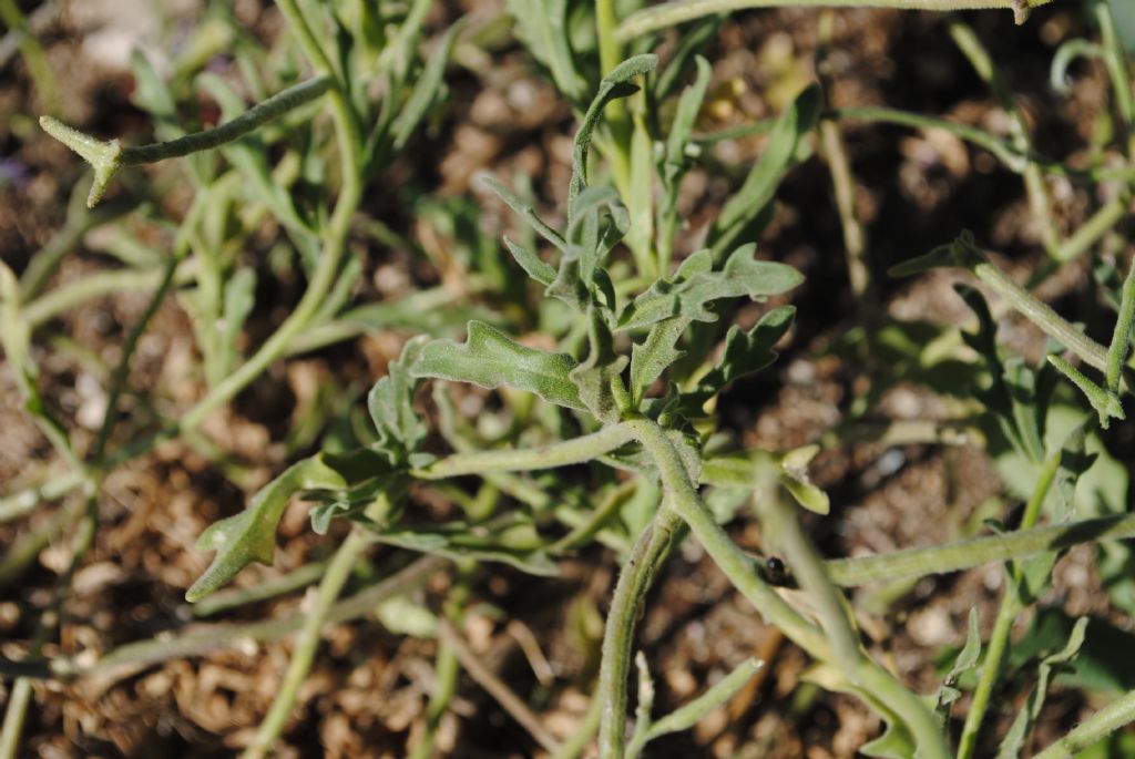 Crucifera? S, ma ora Brassicacea: Matthiola tricuspidata