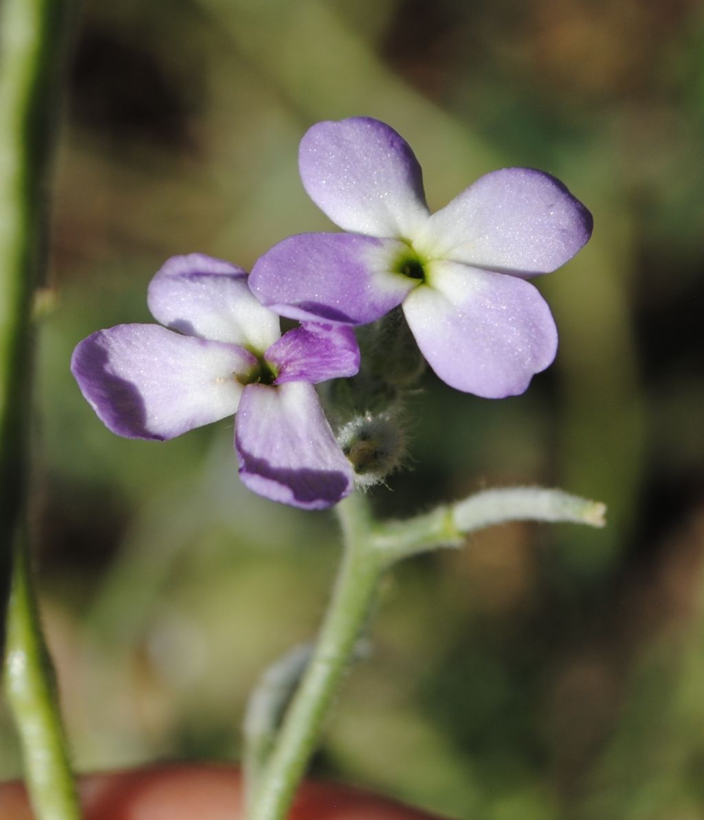 Crucifera? S, ma ora Brassicacea: Matthiola tricuspidata