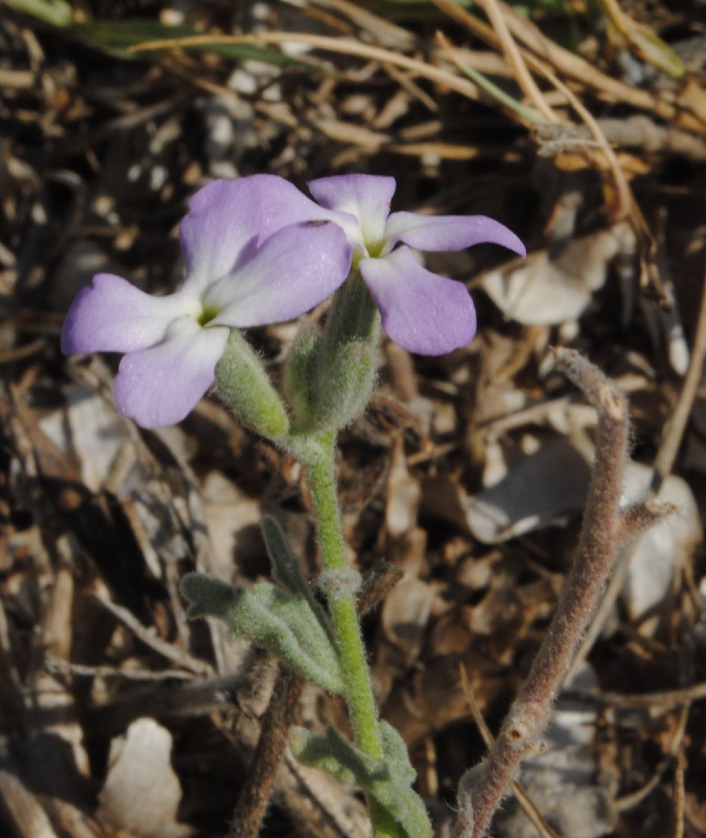 Crucifera? S, ma ora Brassicacea: Matthiola tricuspidata