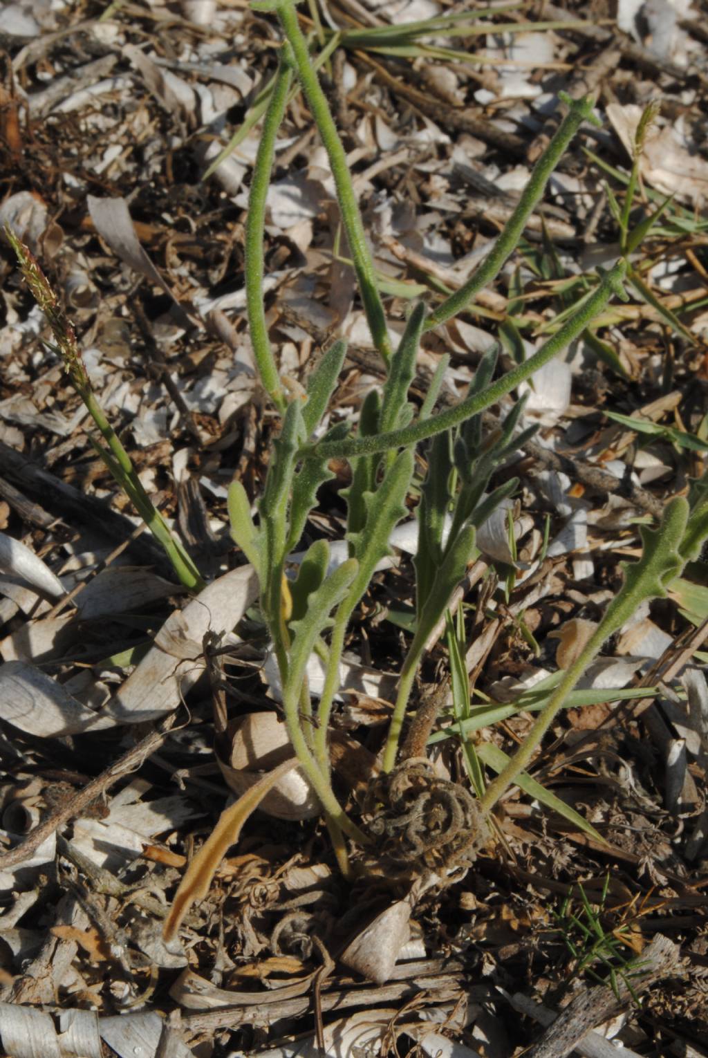 Crucifera? S, ma ora Brassicacea: Matthiola tricuspidata