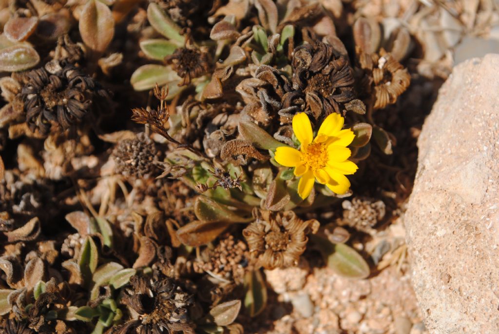 Pallenis maritima (L.) Greuter? S !