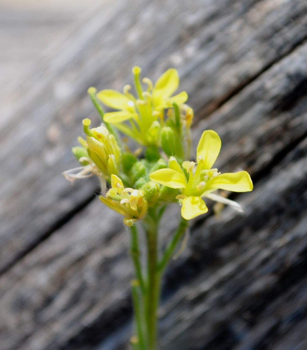 Sinapis pubescens / Senape pubescente