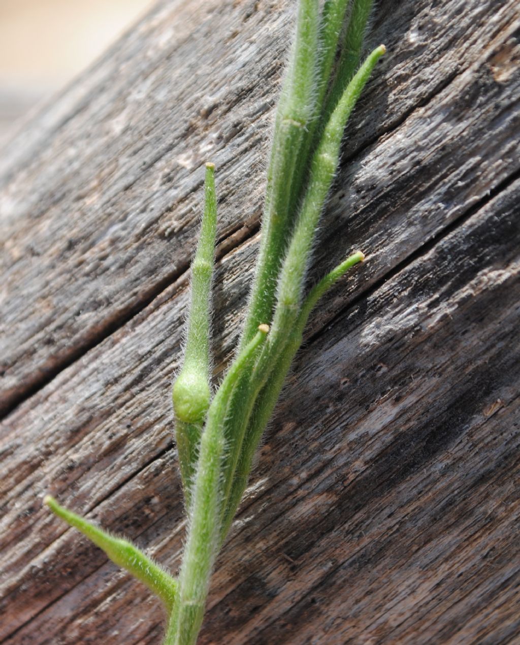 Sinapis pubescens / Senape pubescente