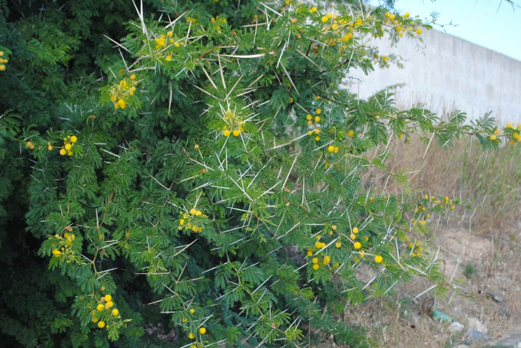 Vachellia karroo / Acacia orrida