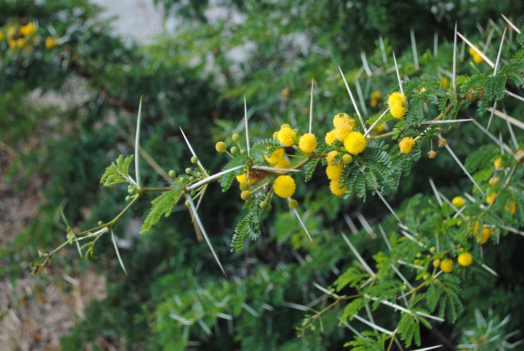 Vachellia karroo / Acacia orrida