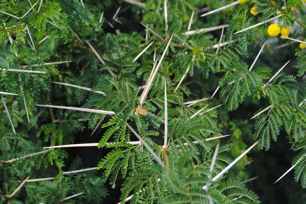 Vachellia karroo / Acacia orrida