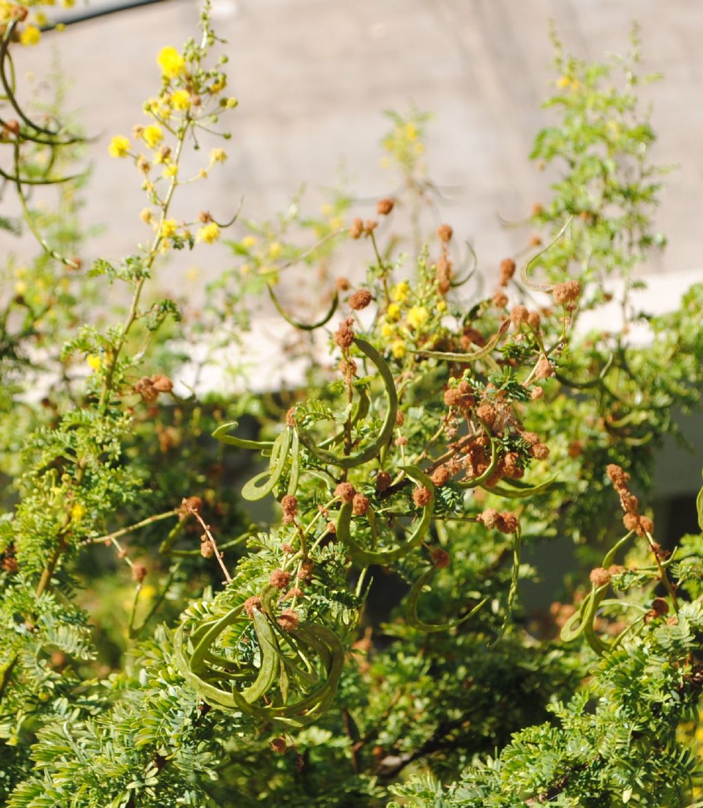 Vachellia karroo / Acacia orrida