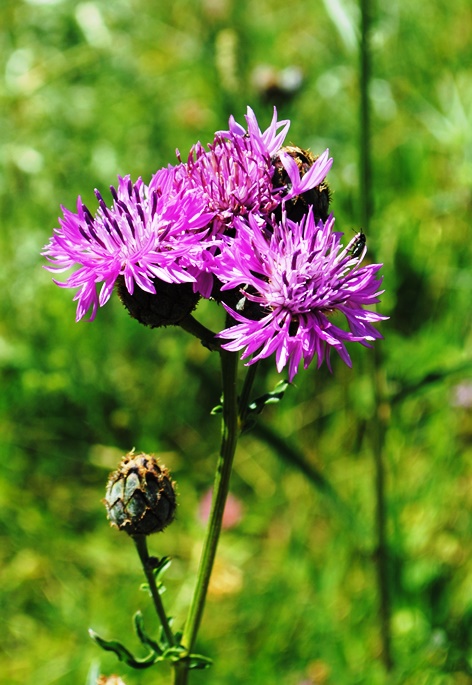 Centaurea scabiosa / Fiordaliso vedovino