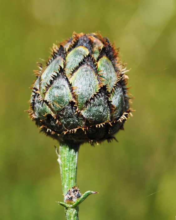 Centaurea scabiosa / Fiordaliso vedovino