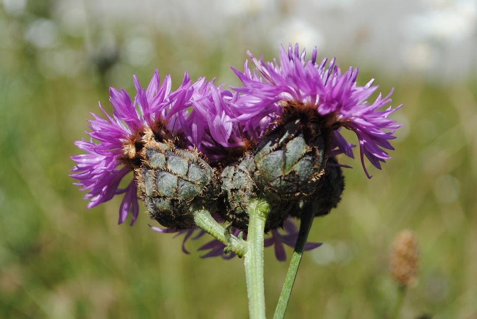 Centaurea scabiosa / Fiordaliso vedovino