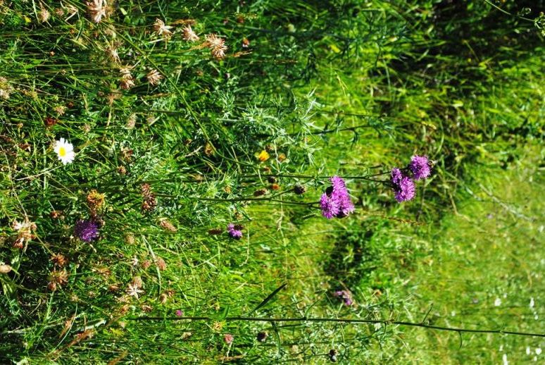 Centaurea scabiosa / Fiordaliso vedovino