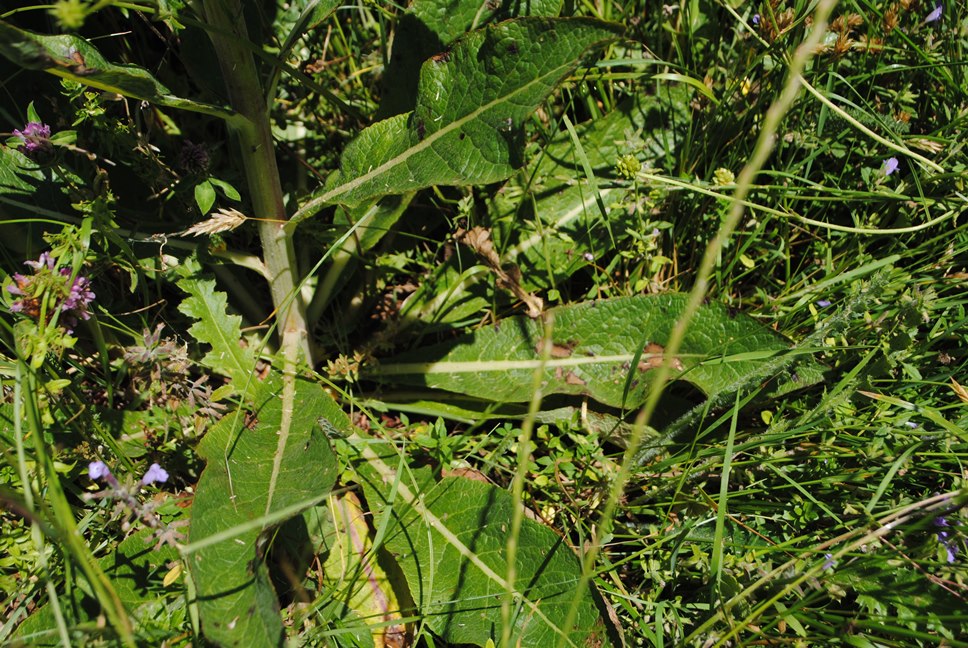 Verbascum lychnitis / Verbasco licnite