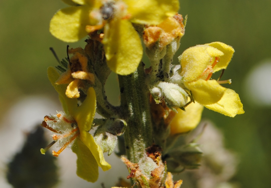 Verbascum lychnitis / Verbasco licnite