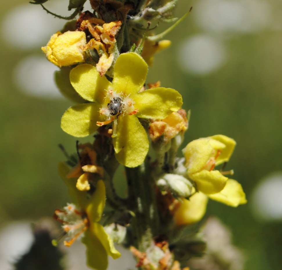 Verbascum lychnitis / Verbasco licnite