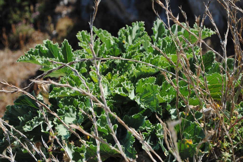 Brassicacea?  S, Brassica villosa