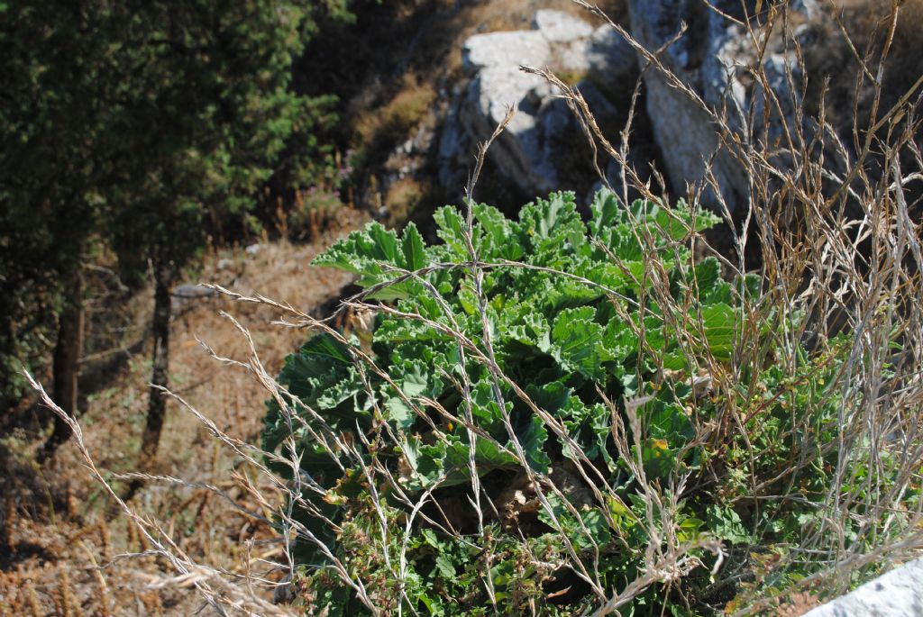 Brassicacea?  S, Brassica villosa