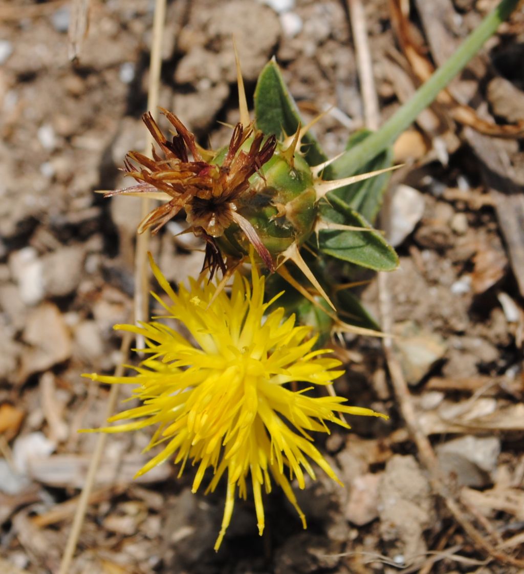 Centaurea cfr. melitensis