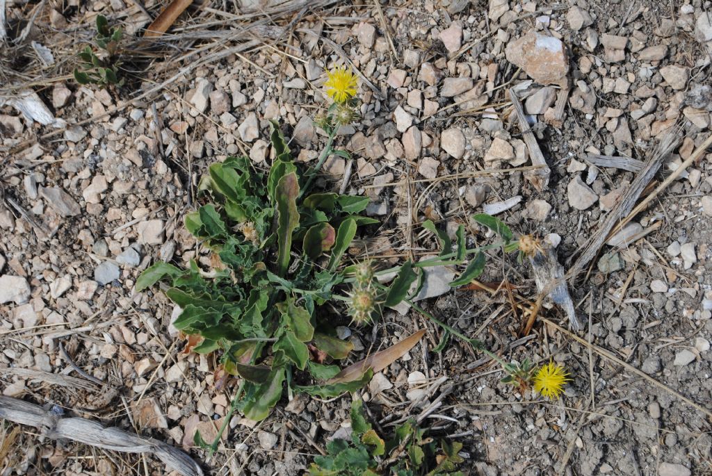 Centaurea cfr. melitensis