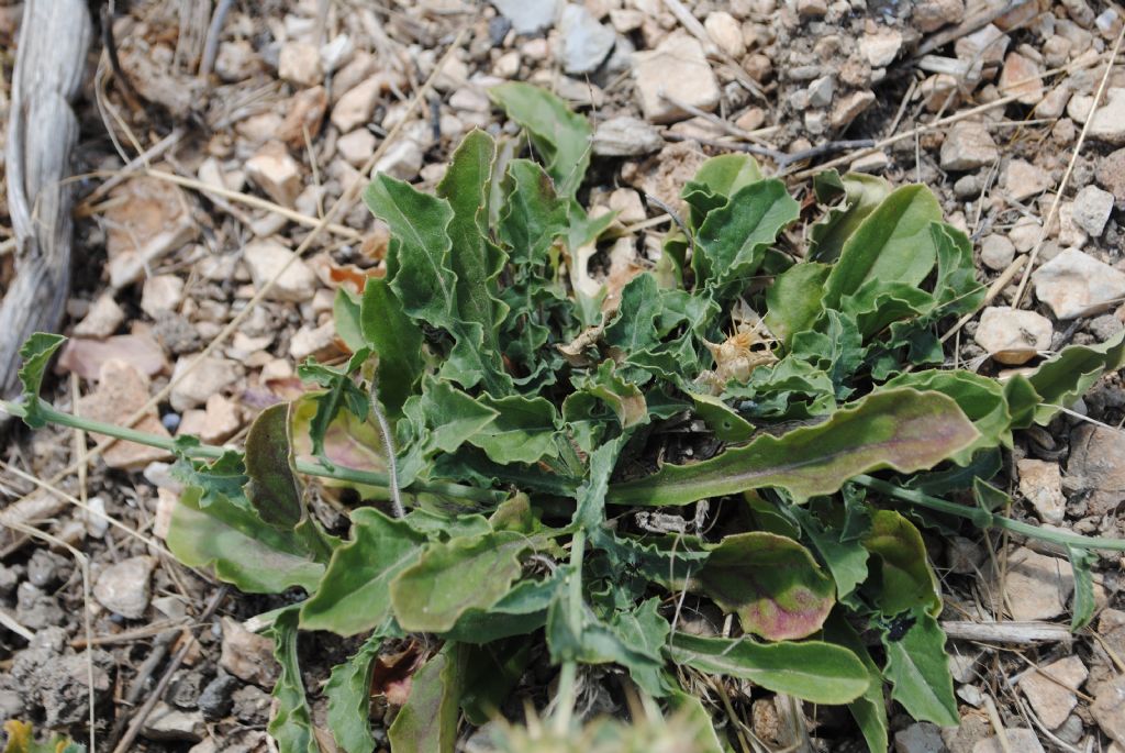 Centaurea cfr. melitensis