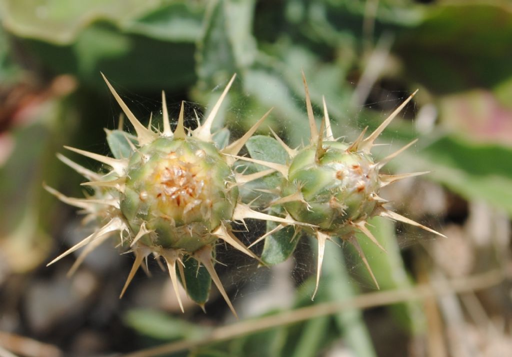 Centaurea cfr. melitensis