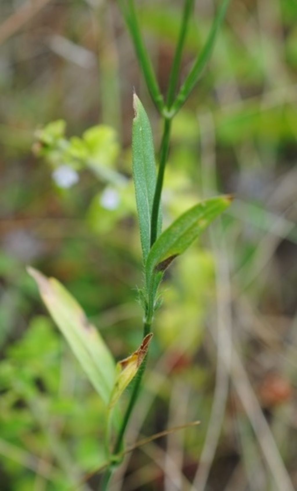 Cephalaria?  S, Cephalaria transsylvanica