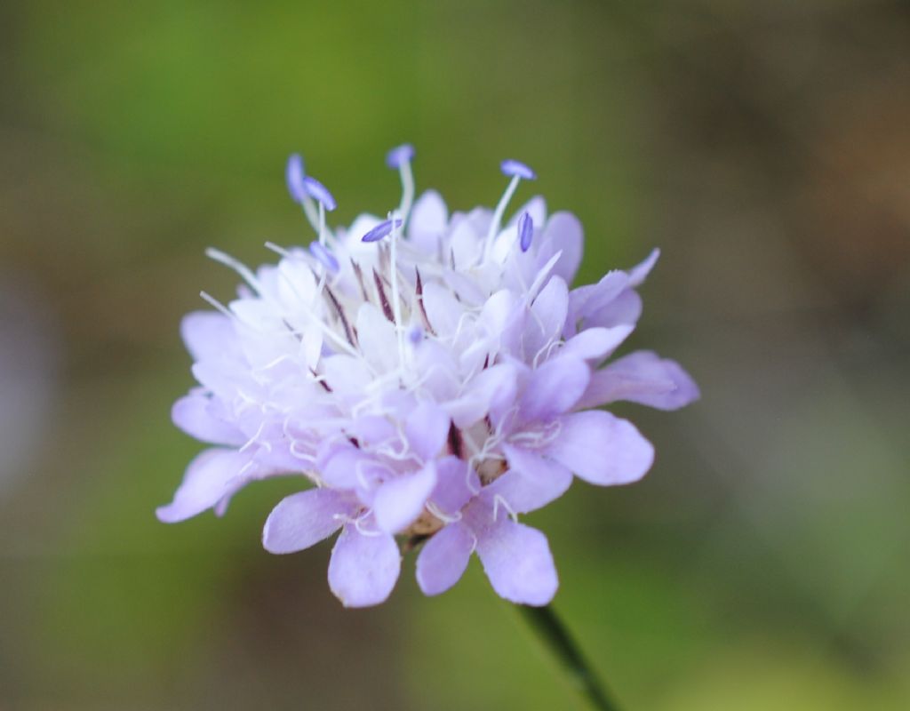 Cephalaria?  S, Cephalaria transsylvanica