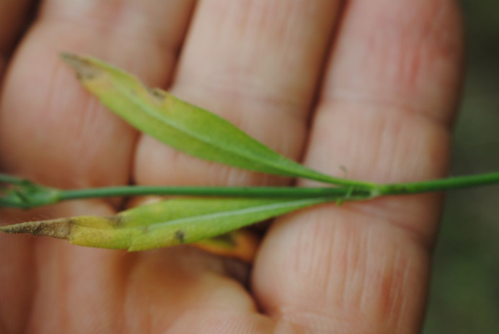 Cephalaria?  S, Cephalaria transsylvanica