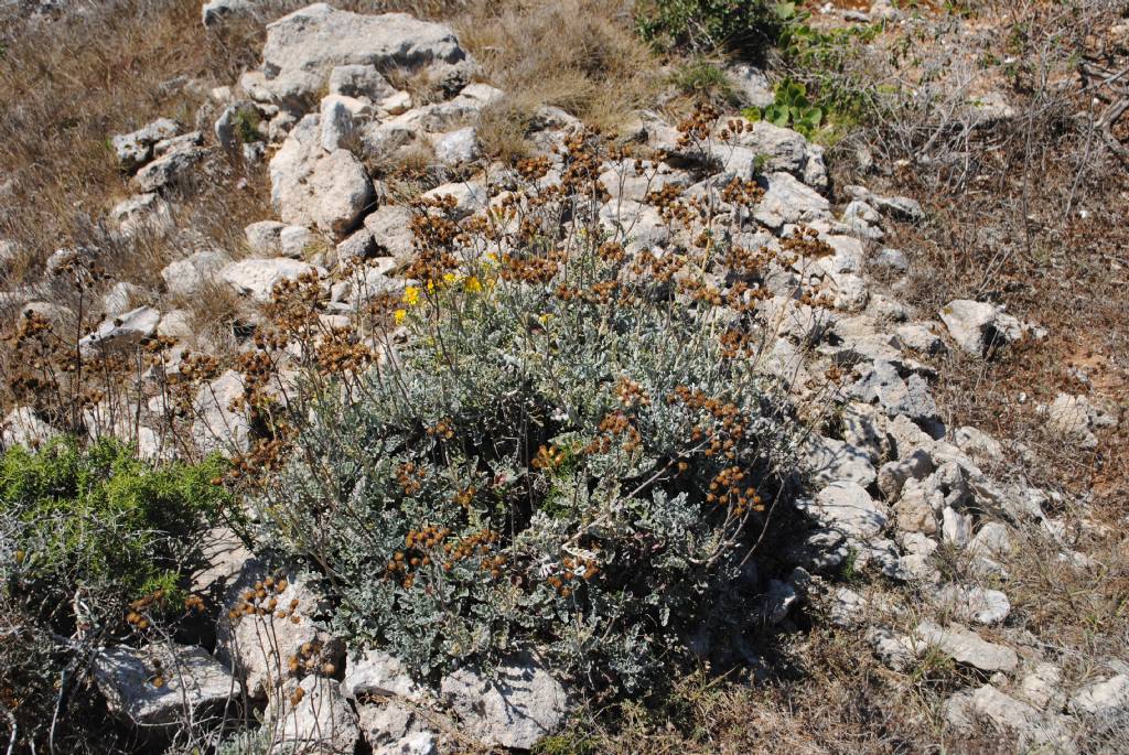 Jacobaea maritima subsp. sicula / Senecione siciliano