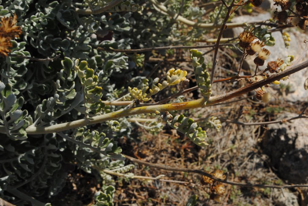 Jacobaea maritima subsp. sicula / Senecione siciliano