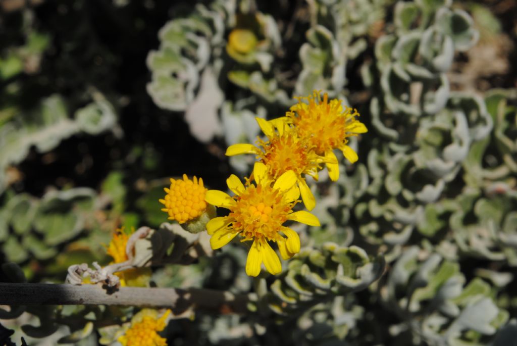 Jacobaea maritima subsp. sicula / Senecione siciliano