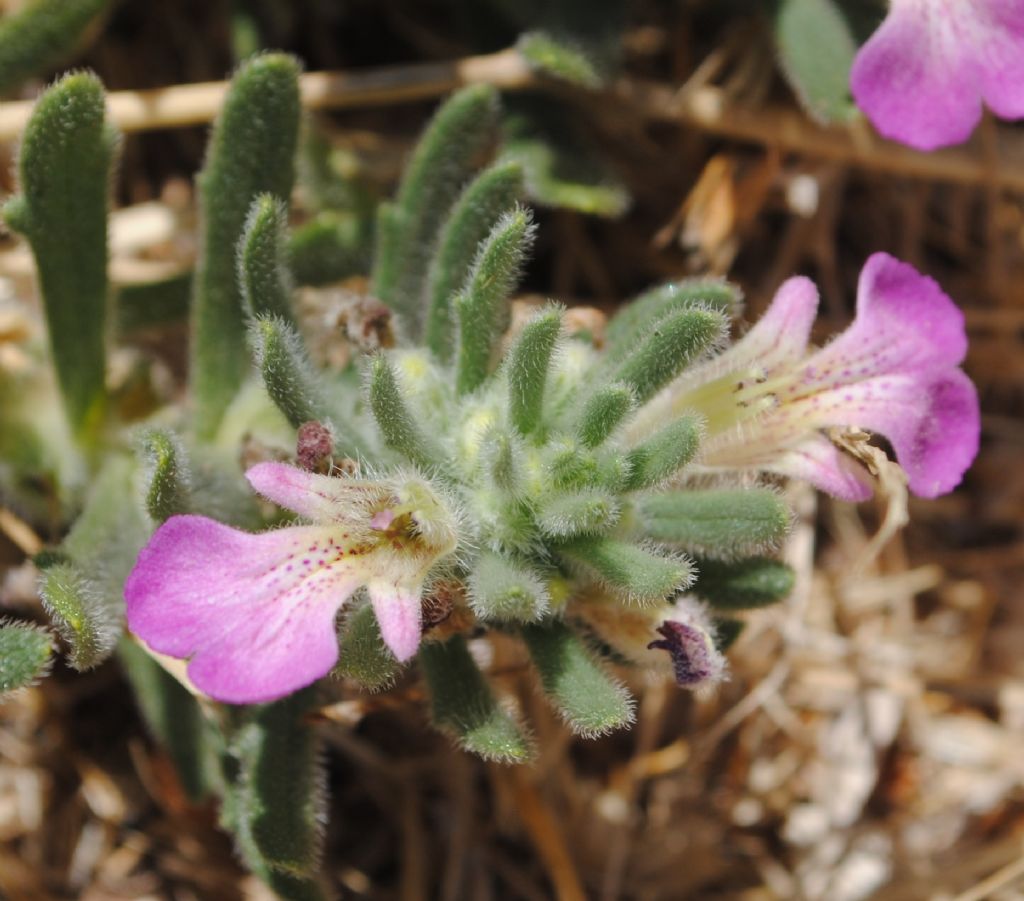 Ajuga iva / Iva moscata