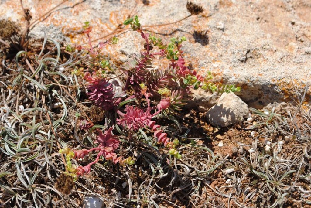 Euphorbia?