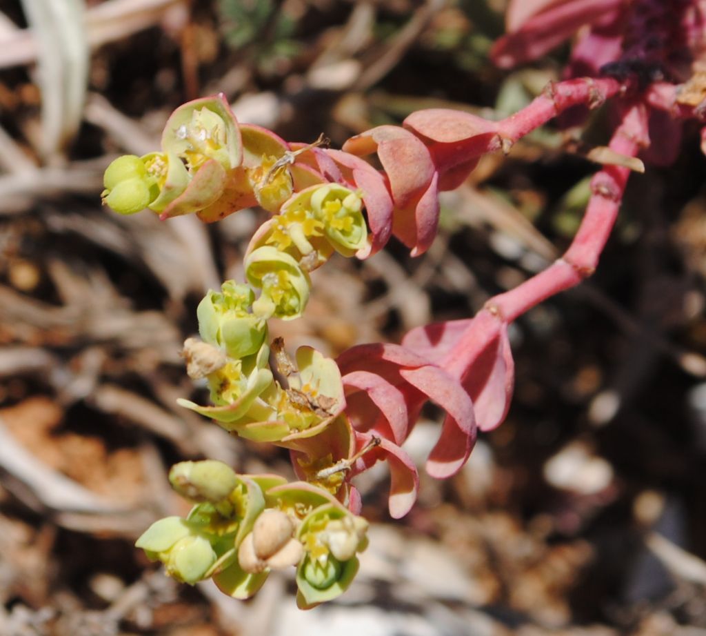 Euphorbia?